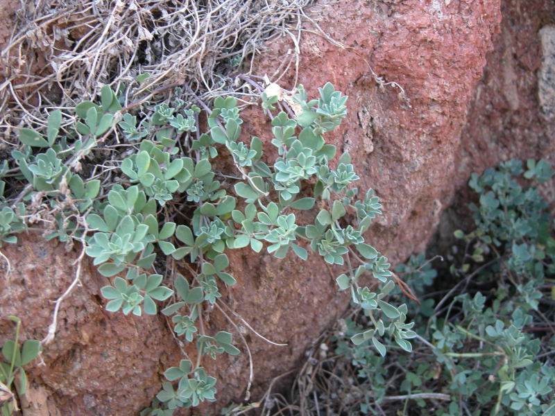 Da identificare 8 - Lotus cfr. maritimus